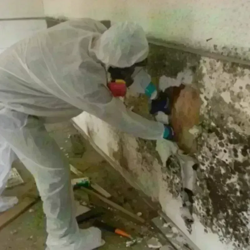 Mold Remediation and Removal in Fisher County, TX